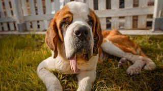 Watch this starved St Bernard coming back to life… [upl. by Skelton]