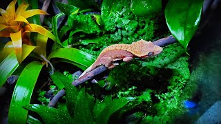 quotGecko Forestquot  Bioactive Terrarium for Crested Gecko  STEP BY STEP [upl. by Gabbie]