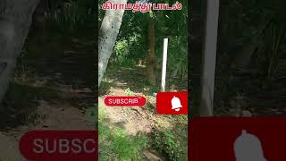 நாத்துப்பாட்டு வேலை நேரம் httpsyoutubecomnmachannelfeatureshared [upl. by Bach16]