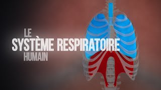 Comment fonctionne le système respiratoire humain  Animation [upl. by Ahsiem]