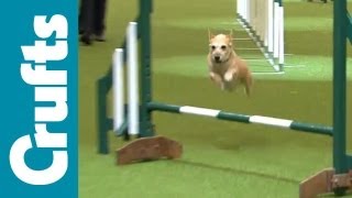 Crufts SemiFinal Small Breed Agility Team Contest  Crufts 2012 [upl. by Enicul]