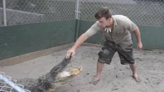 Alligator and King Cobra handling [upl. by Eifos]