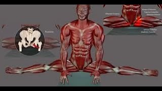 Side Splits Straddle Stretching Anatomy EasyFlexibility Muscle Diagram ElasticSteel [upl. by Davie580]