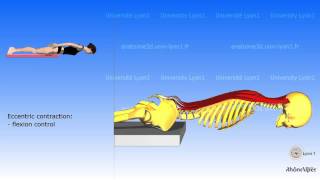 The posterior muscles of the trunk  their roles [upl. by Letrice]