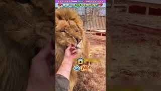 सच्चा प्यार और अनमोल रिश्ता 💕 animal animals animallover animalrescue lion [upl. by Kyred11]