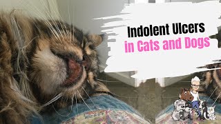 Episode 80 Treating an Indolent Ulcer in Cats and Dogs [upl. by Salhcin]