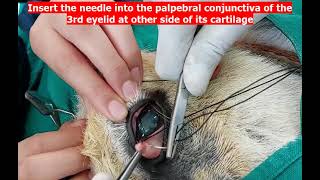 Third eyelid flap technique for supporting corneal ulcer Experimental model in donkey [upl. by Ennyrb]