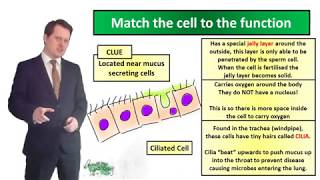 Specialised Cells  Biology  Key Stage 3  Mr Deeping [upl. by Ahsinal143]