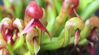 Darlingtonia californica carousel [upl. by Nevsa665]