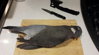 Game Preparation Woodpigeon [upl. by Rehteh498]