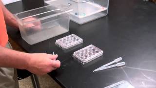 zebrafish breeding method [upl. by Ailimaj]