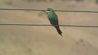 Bluecheeked Beeeater  Merops superciliosus [upl. by Nov580]