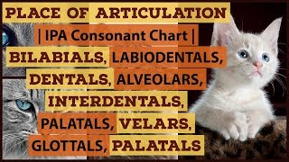 Place of Articulation  Bilabials Labiodentals Dentals Interdentals Alveolars Velars Glottals [upl. by Ahsiat]