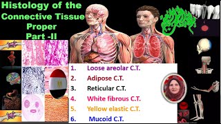 Connective Tissue proper PartII Dr Amal Mohamed Moustafa [upl. by Ancell]