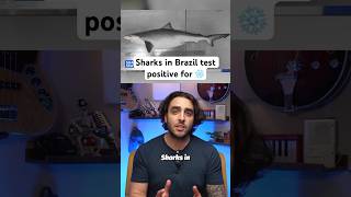 Sharks in Brazil have tested positive for ￼❄️ brazil sharkweek2023 sharks shortsfeed [upl. by Oniuqa858]