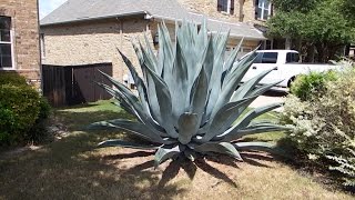 How to care for an agave plant and help it grow huge [upl. by Melina]