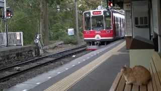 【猫と一緒に電車待ち】箱根登山鉄道大平台駅 12 March 2014 [upl. by Hannazus]