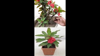 How to Grafting Euphorbia Milii  Propagation of Euphorbia MiliiShorts [upl. by Delle]