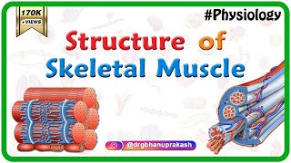 Structure of a skeletal muscle  Muscle Physiology Animations  USMLE videos [upl. by Einrae]