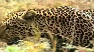 THE LEOPARDS SON 5 of 8 FULL DOCUMENTARY [upl. by Carmela]