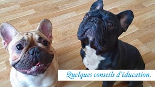 BOULEDOGUE FRANCAIS  Conseils d´éducation sociabilisation propreté apprentissage [upl. by Bluhm]