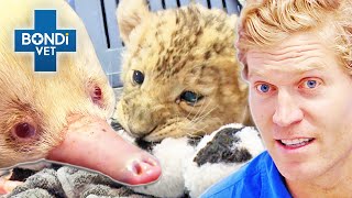 What is THAT 😳 Not Your Average Patient  Bondi Vet Compilations  Bondi Vet [upl. by Henke387]