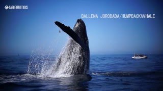 Ballenas Jorobadas saltando [upl. by Pasadis]