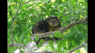 Sulawesi bear cuscus Ailurops ursinus [upl. by Arbuckle]