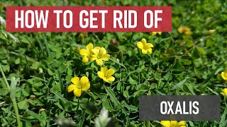 How to Get Rid of Oxalis Woodsorrel small yellow flowers in lawns Weed Management [upl. by Blood]