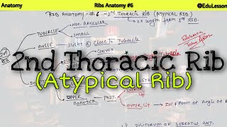 Ribs Anatomy 69  2nd Thoracic Ribs Borders and Attachments  Atypical Ribs [upl. by Nawram273]