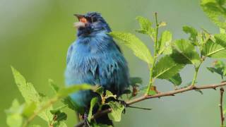 Indigo Bunting [upl. by Edras]