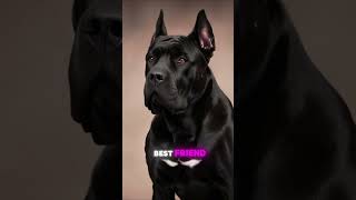 Cane Corso – The Ultimate Guard Dog [upl. by Joye147]