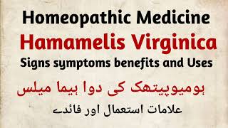 Hamamelis Virginica q 30 200 homeopathic medicinesigns symptoms benefits and Uses in Hindi in Urdu [upl. by Trauts]