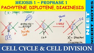 Pachytene Diplotene amp Diakinesis of Prophase 1 of Meiosis 1  NEET Biology 11  NCERT Notes NEET21 [upl. by Nedrud]