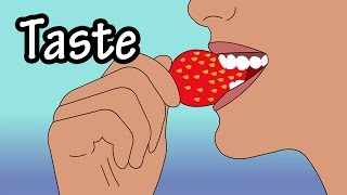 How Does Taste Work  How Do Taste Buds Work  Structure Of The Tongue  Structure Of Taste Buds [upl. by Anitniuq]