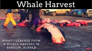 Barrow Alaska  Whaling Season Fall 2016 [upl. by Gutow]