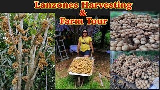 Lanzones Fruit Harvesting amp Farm Tour  Vlog Take Over  Langsat Fruit [upl. by Aerdnod]