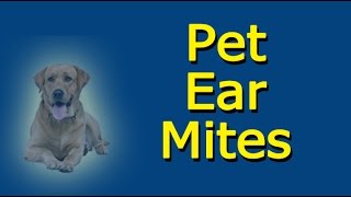 Pet Ear Mites [upl. by Rovit]