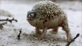 Bahog Bilat Angry Squeaking Frog [upl. by Lledniw]