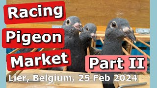 Racing Pigeon Market Lier Belgium 25 February 2024  Part II [upl. by Powers671]