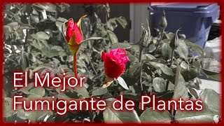 El Mejor Fumigante Para Plantas [upl. by Eittod808]