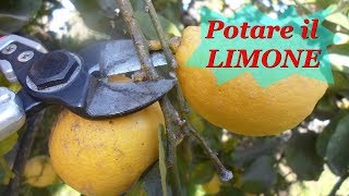 POTARE IL LIMONE [upl. by Laddie]