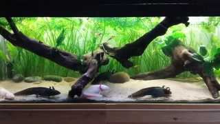 Axolotl Planted Bogwood Tank [upl. by Bow808]