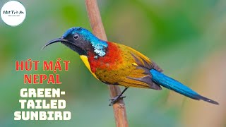 ✅Tiếng chim Hút mật Nepal Đuôi lục ✅Greentailed SunbirdAethopyga nipalensis ✅นกกินปลีหางยาวเขียว [upl. by Enenaej49]