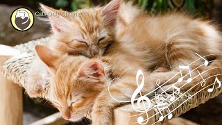 Cat Purring and 528Hz Healing Music  Deep Relaxation Sleep Music Stress Relief [upl. by Caves645]