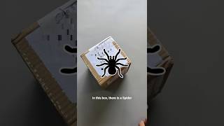 Unboxing Spider 🕷️ spider pets animal [upl. by Tigirb203]