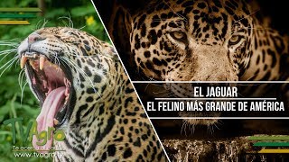 El Jaguar El Felino más Grande de América  TvAgro por Juan Gonzalo Angel [upl. by Sackville525]