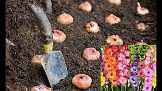 How to Grow Gladiolus Bulbs  with update   Winter Blooming Plant [upl. by Wenoa]