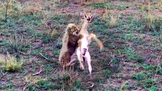 Intense Battle Between Newborn Cheetah and Newborn Buck [upl. by Harrus]