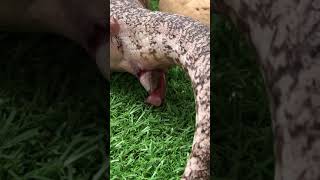 The birth of a blue tongue lizard [upl. by Tterrag352]